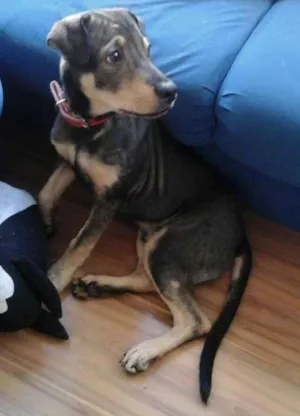 Cachorro raça SRD idade 2 a 6 meses nome Bob
