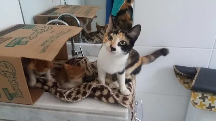 Gato ra a  idade 7 a 11 meses nome Michu