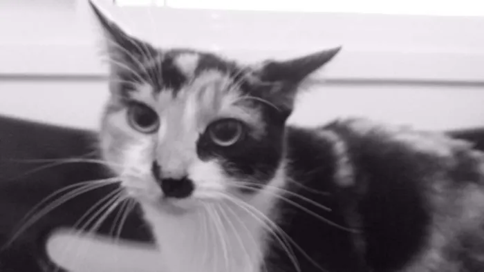 Gato ra a  idade 7 a 11 meses nome Michu