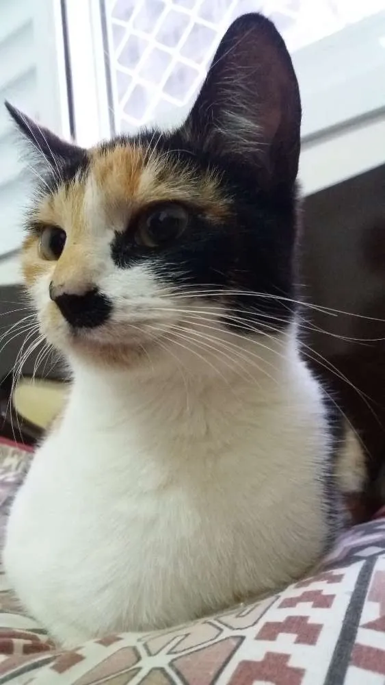 Gato ra a  idade 7 a 11 meses nome Michu