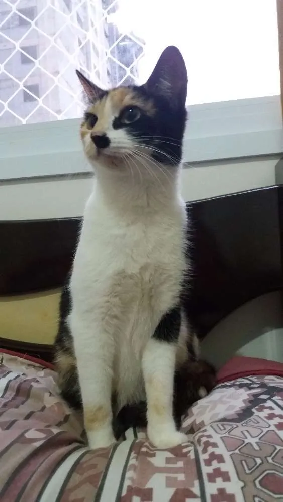 Gato ra a  idade 7 a 11 meses nome Michu