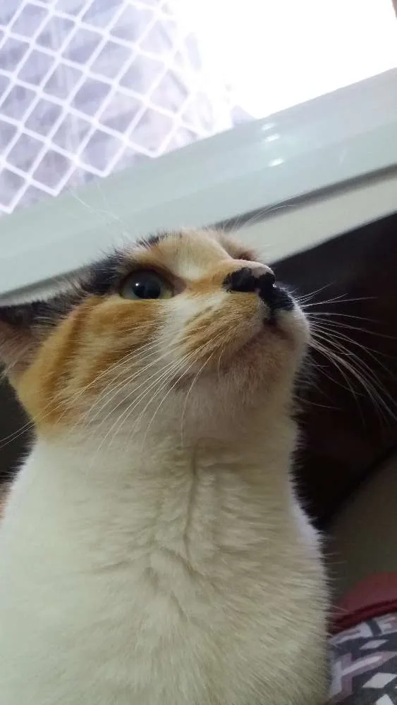 Gato ra a  idade 7 a 11 meses nome Michu