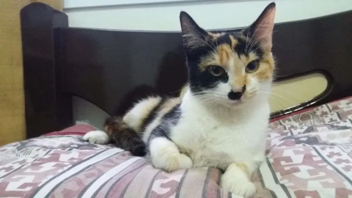 Gato ra a  idade 7 a 11 meses nome Michu