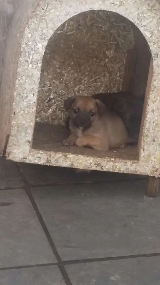Cachorro ra a Vira lata idade 2 a 6 meses nome Sem nome