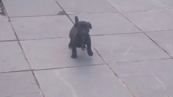 Cachorro ra a Vira lata idade 2 a 6 meses nome Sem nome