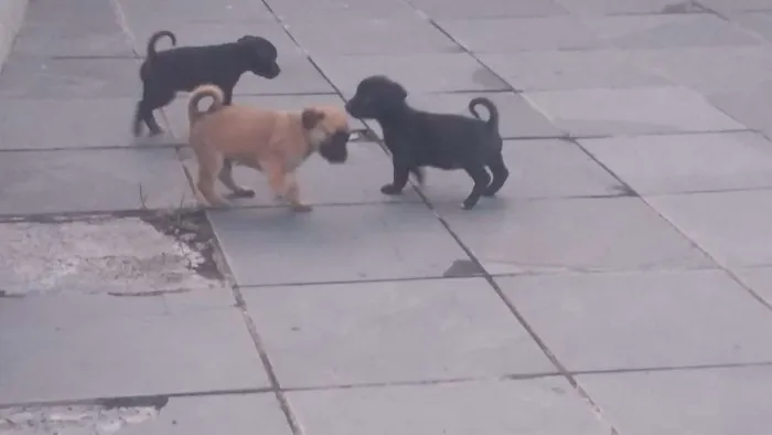 Cachorro ra a Vira lata idade 2 a 6 meses nome Sem nome