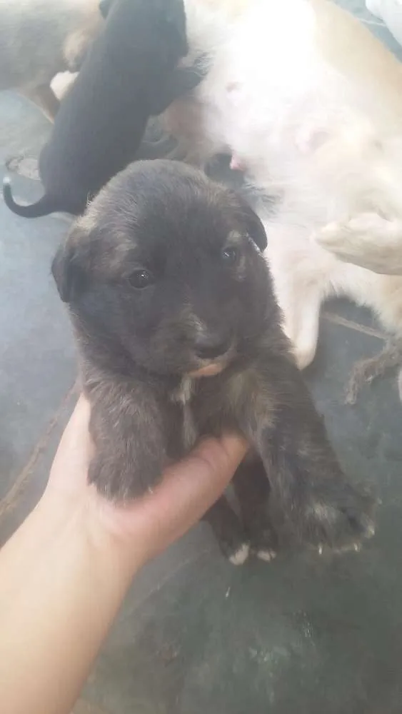 Cachorro ra a Vira lata idade 2 a 6 meses nome Sem nome