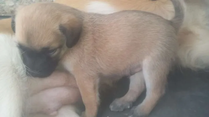 Cachorro ra a Vira lata idade 2 a 6 meses nome Sem nome