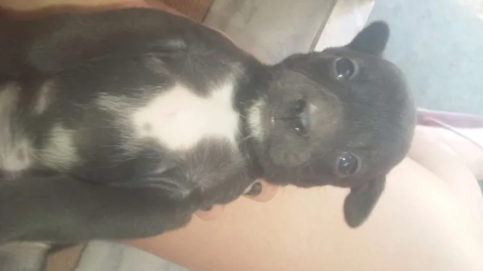 Cachorro ra a Vira lata idade 2 a 6 meses nome Sem nome