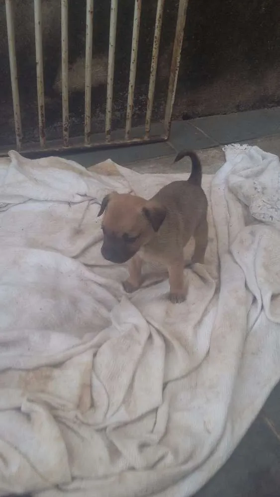 Cachorro ra a Vira lata idade 2 a 6 meses nome Sem nome