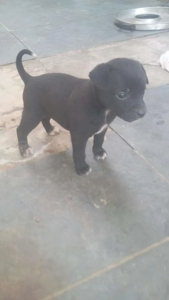 Cachorro ra a Vira lata idade 2 a 6 meses nome Sem nome