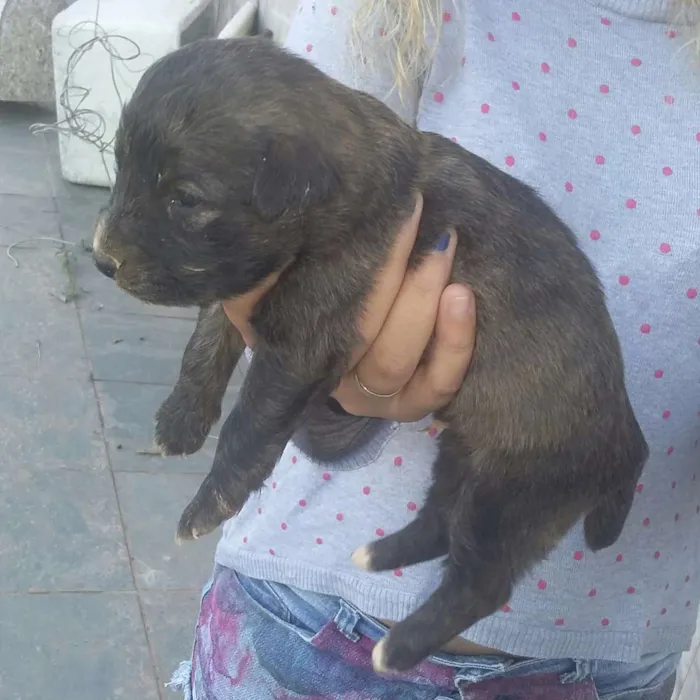 Cachorro ra a Vira lata idade 2 a 6 meses nome Sem nome