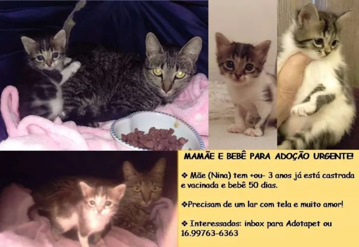 Gato ra a SRD idade Abaixo de 2 meses nome Nina e sua Bebê