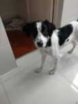 Cachorro raça SRD idade 2 anos nome Loki