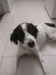 Cachorro raça SRD idade 2 anos nome Loki