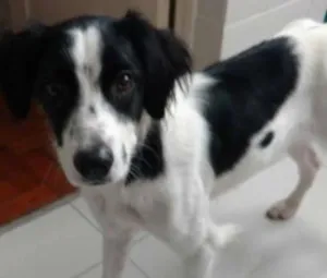 Cachorro raça SRD idade 2 anos nome Loki