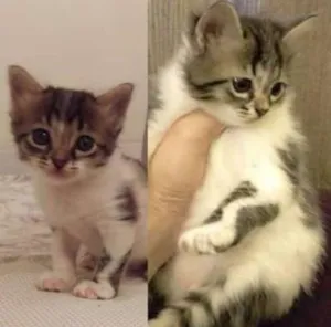 Gato raça SRD idade Abaixo de 2 meses nome Nina e sua Bebê