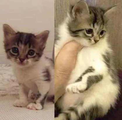 Gato ra a SRD idade Abaixo de 2 meses nome Nina e sua Bebê