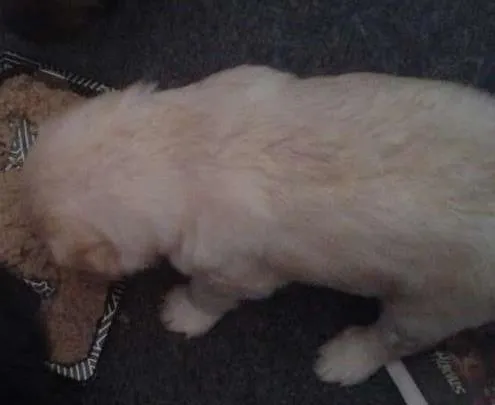 Cachorro ra a SRD idade 2 a 6 meses nome sem nomes