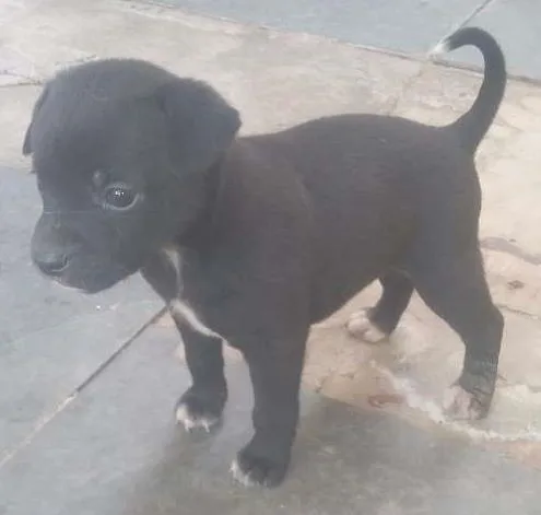 Cachorro ra a Vira lata idade 2 a 6 meses nome Sem nome