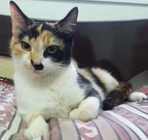 Gato ra a  idade 7 a 11 meses nome Michu
