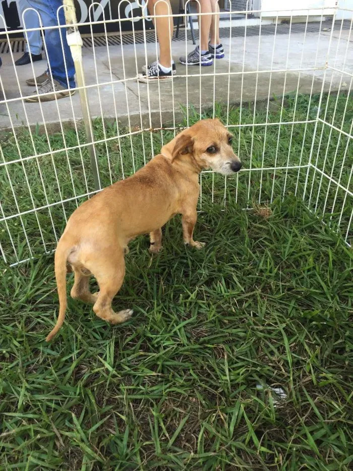 Cachorro ra a SRD idade 6 ou mais anos nome Nego