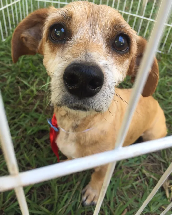 Cachorro ra a SRD idade 6 ou mais anos nome Nego