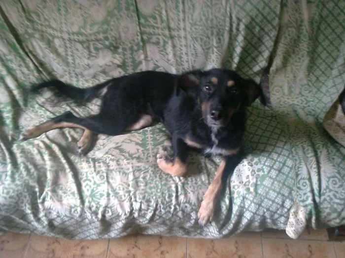 Cachorro ra a Vira lata idade 7 a 11 meses nome Vicky