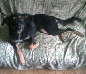 Cachorro raça Vira lata idade 7 a 11 meses nome Vicky