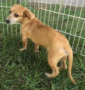 Cachorro raça SRD idade 6 ou mais anos nome Nego