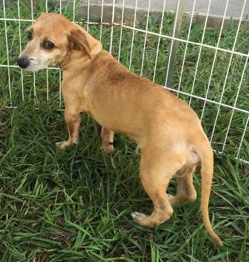 Cachorro ra a SRD idade 6 ou mais anos nome Nego