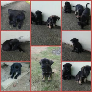 Cachorro raça vira lata idade Abaixo de 2 meses nome sem nome