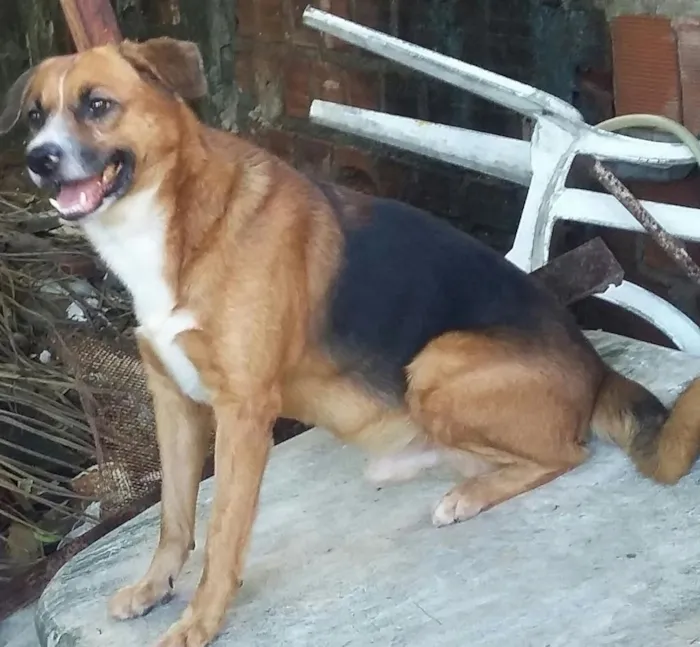 Cachorro ra a mistiço idade 2 a 6 meses nome capanga