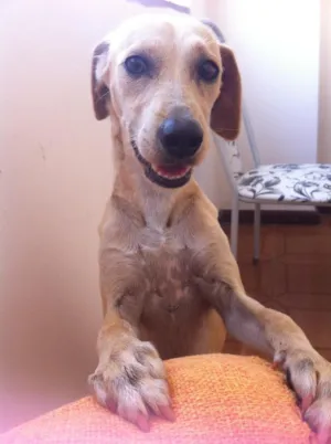 Cachorro raça  idade 7 a 11 meses nome Brad