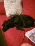 camada de linda 