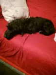 camada de linda 