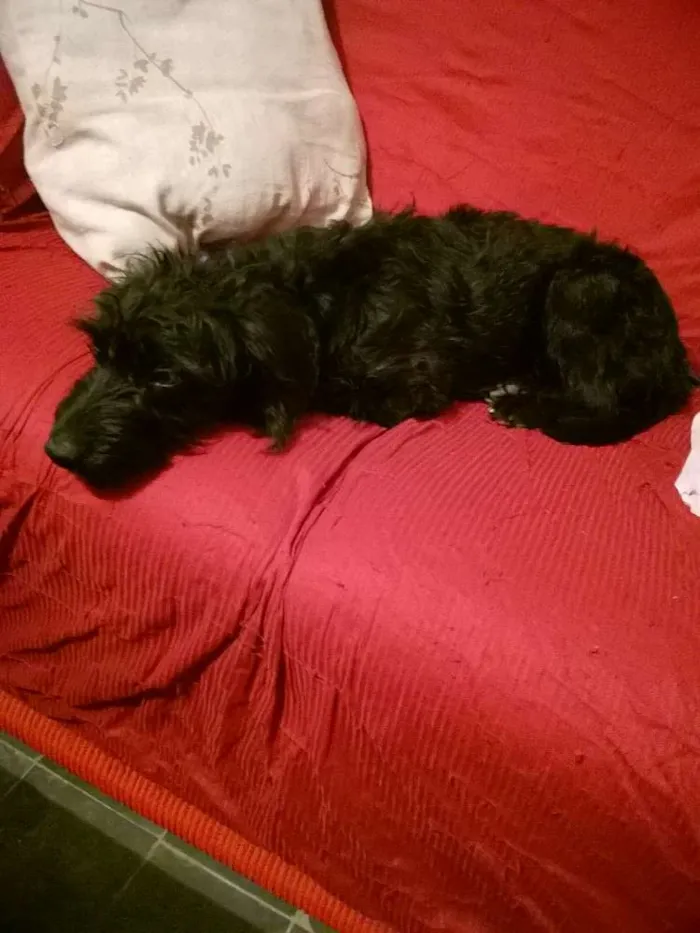 Cachorro ra a Poodle idade 1 ano nome camada de linda 
