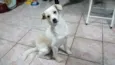 Rauf