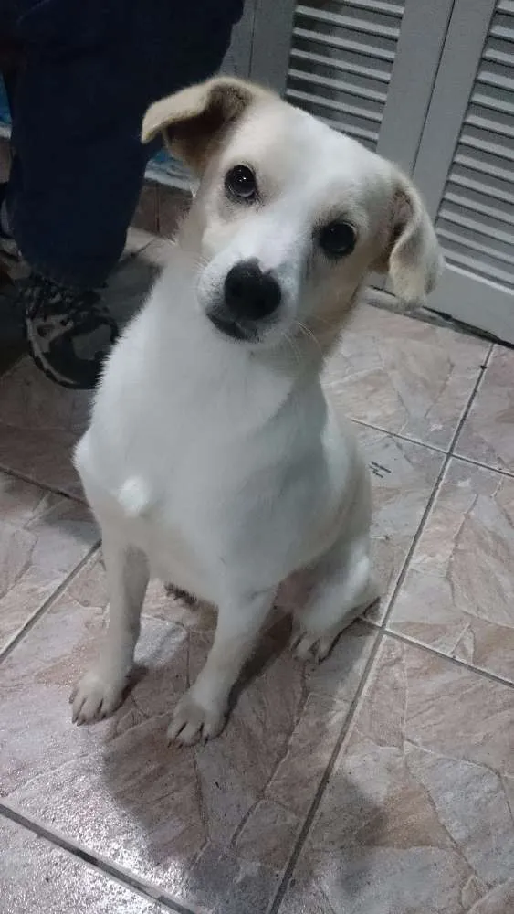 Cachorro ra a SRD idade 3 anos nome Rauf