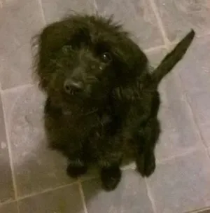 Cachorro raça Poodle idade 1 ano nome camada de linda 