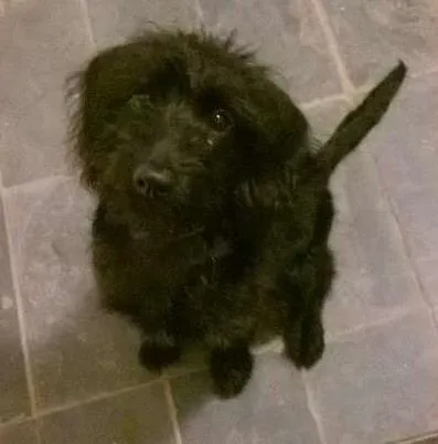 Cachorro ra a Poodle idade 1 ano nome camada de linda 