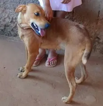 Cachorro ra a Misturada idade 3 anos nome Meg
