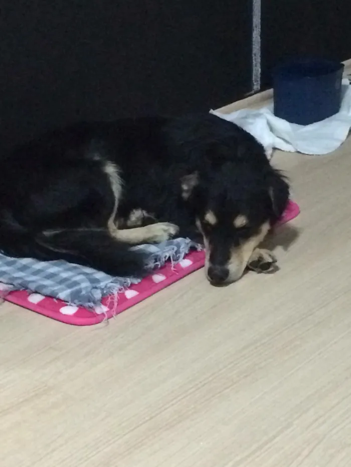 Cachorro ra a Sem raça idade 3 anos nome Mike