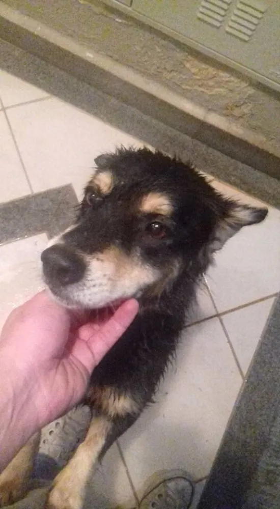 Cachorro ra a Sem raça idade 3 anos nome Mike