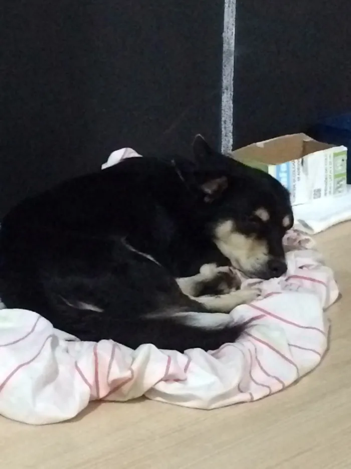 Cachorro ra a Sem raça idade 3 anos nome Mike