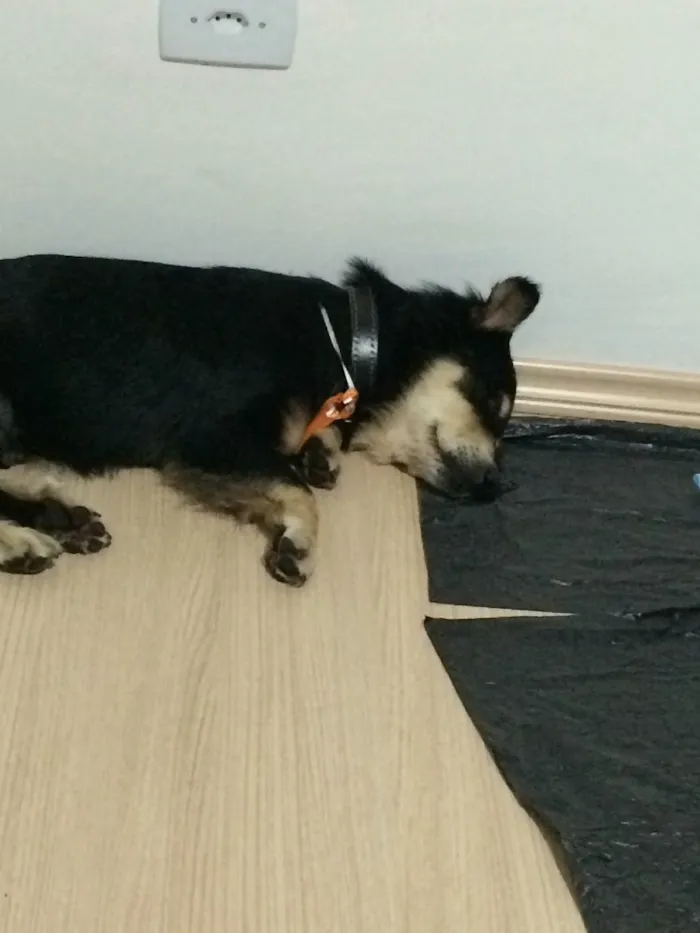 Cachorro ra a Sem raça idade 3 anos nome Mike