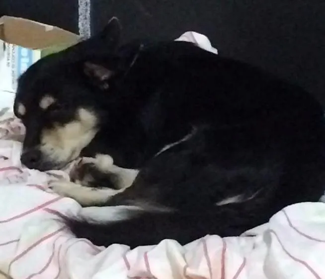 Cachorro ra a Sem raça idade 3 anos nome Mike
