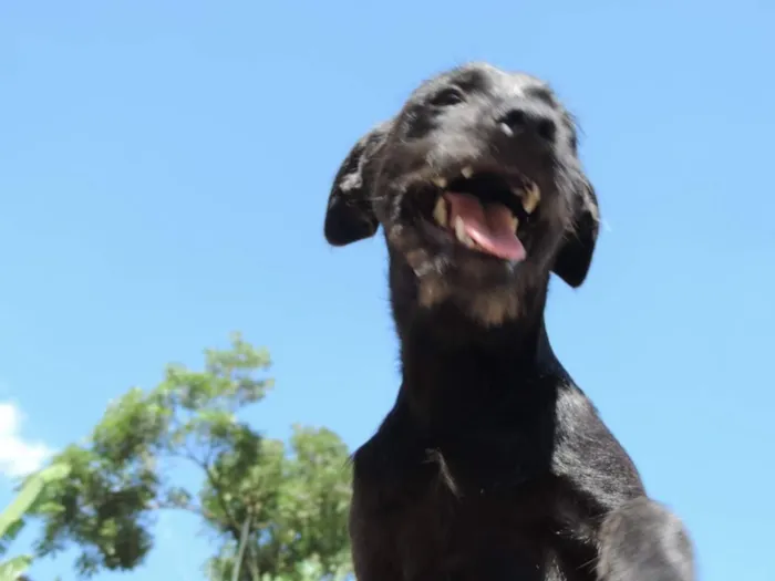 Cachorro raça SRD idade 7 a 11 meses nome Ze Pretim