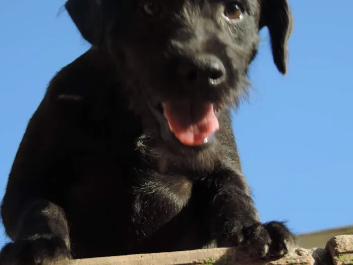 Cachorro raça SRD idade 7 a 11 meses nome Ze Pretim