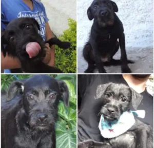 Cachorro raça SRD idade 7 a 11 meses nome Ze Pretim